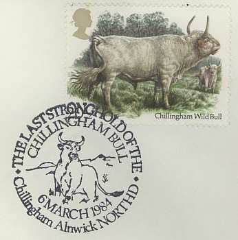 Chillingham Bull (pm249)