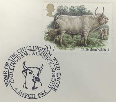 Chillingham Wild Cattle (pm251)